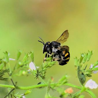 Photo, common bee, bee, insect, 