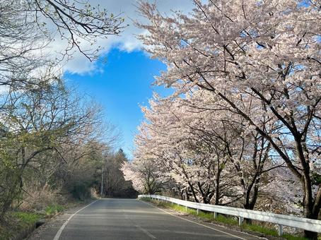 桜ロード 桜ロード 桜,桜並木,春の写真素材