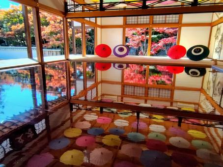 床もみじ 床もみじ,宝徳寺,和傘の写真素材