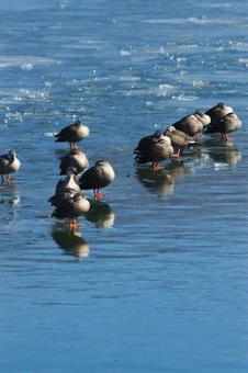 寒さに耐えるカルガモたち カモ,カルガモ,鳥の写真素材