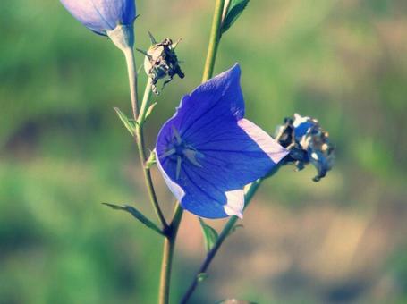 桔梗 桔梗 花,植物,キキョウの写真素材