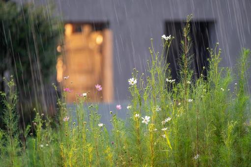 雨に濡れる花 雨に濡れる花の写真