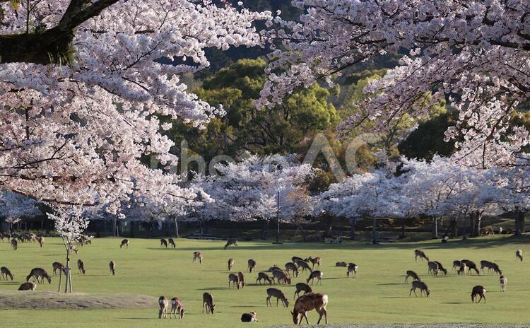 満開桜＆鹿何十頭（奈良公園・春日野） 桜,満開,鹿の写真素材