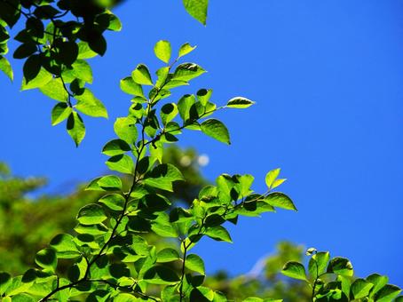 木の葉と青空 木の葉と青空の写真