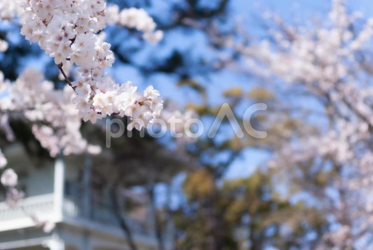 輝く桜の舞台 - 晴天の桜景色 桜,晴れ,日差しの写真素材
