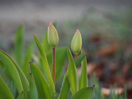 春の花　チューリップ　つぼみ⑭ チューリップ,tulip,鬱金香の写真素材