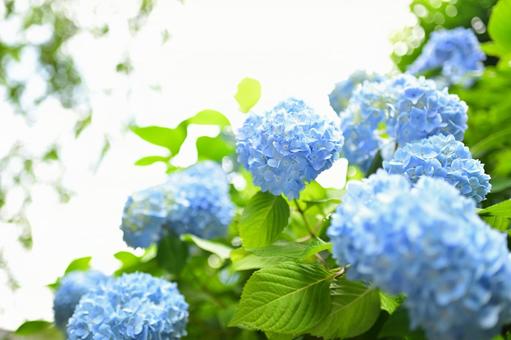 紫陽花2 紫陽花2の写真