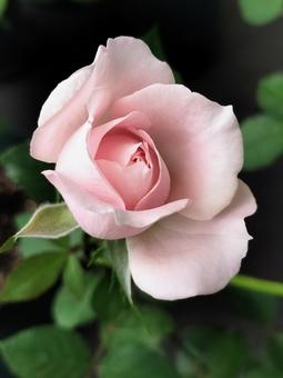 ベランダのバラ・ローブデコルテの写真