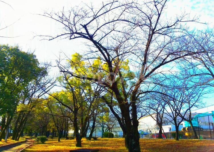 もうすぐ、咲くかな、桜 (物語),ブランチ,何人もありませんの写真素材