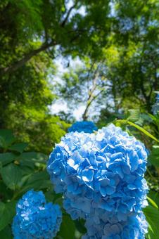 青い紫陽花 紫陽花,アジサイ,あじさいの写真素材