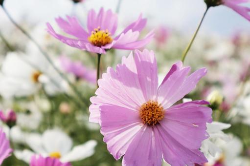 コスモス畑 コスモス,ピンク,十月の写真素材
