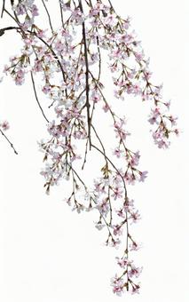 枝垂れ桜 切抜き 枝垂れ桜 切抜きの写真
