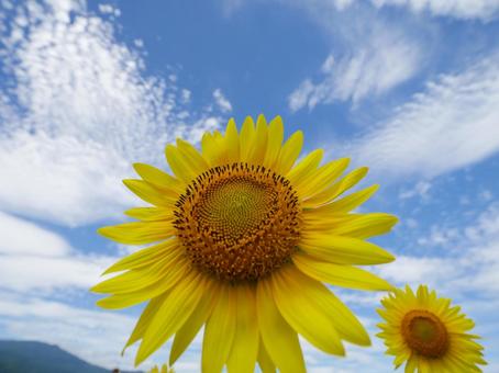 夏を感じる青空とヒマワリのアップ 夏を感じる青空とヒマワリのアップ ひまわり,夏,夏空の写真素材