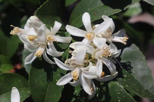 昔の恋を思い起こす花 昔の恋を思い起こす花 花,フラワー,自然の写真素材