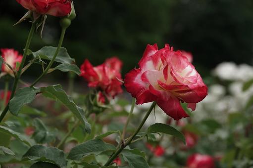 Jindai Botanical Gardens Rose Garden, JPG