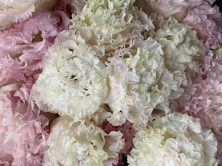 花(トルコキキョウ) 花(トルコキキョウ) 花,アップ,植物の写真素材