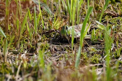 トノサマバッタ⑶ バッタ,トノサマバッタ,ダイミョウバッタの写真素材