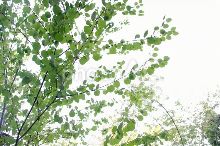 木漏れ日 庭,ガーデン,葉の写真素材