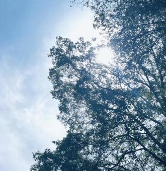 太陽と木々 太陽と木々の写真