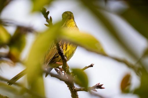 アオジ⑹の写真