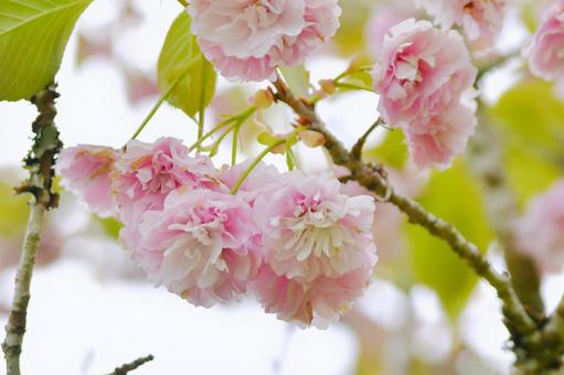 紅色の八重桜　妹背 妹背,桜,紅色の写真素材