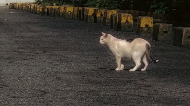 ねこ ねこの写真