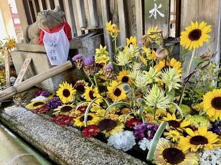 夏の花手水と赤い前掛けの神牛 花手水,神社,手水舎の写真素材