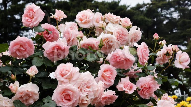 ばらの花（プリンセスアイコ） ばら,バラ,薔薇の写真素材