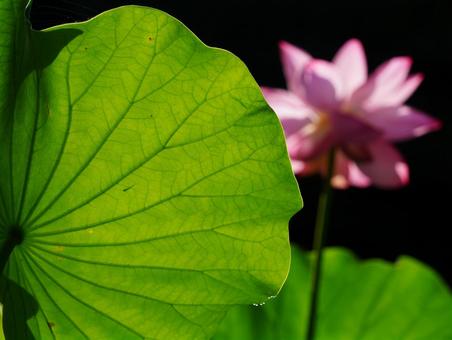 ハスの花とハスの葉【極楽浄土】 ハスの花とハスの葉【極楽浄土】 ハス,蓮,ハスの花の写真素材