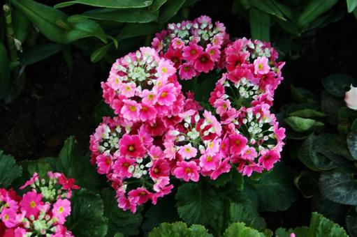 プリムラ　咲く風景 プリムラ,冬春,花色豊富の写真素材