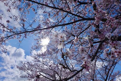 花 花の写真