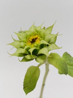 ひまわりの蕾 ひまわりの蕾の写真