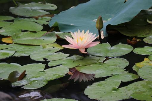 緑の葉とピンクの睡蓮の花の咲く池の水面 緑の葉とピンクの睡蓮の花の咲く池の水面 緑,葉,ピンクの写真素材