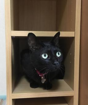 カラーボックスに入る黒猫 黒猫,猫,動物の写真素材
