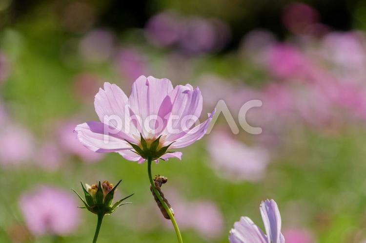 ピンクのコスモスと秋の彩り コスモス,秋桜,ピンクの写真素材