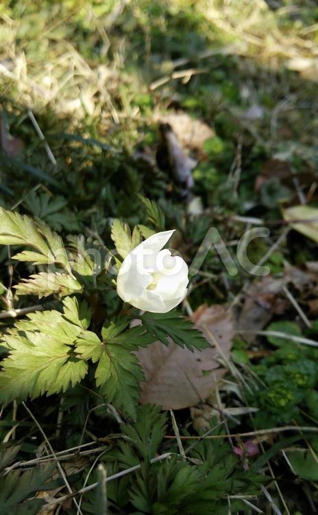 開きかけのキクザキイチゲ キクザキイチゲ,蕾,開きかけの写真素材