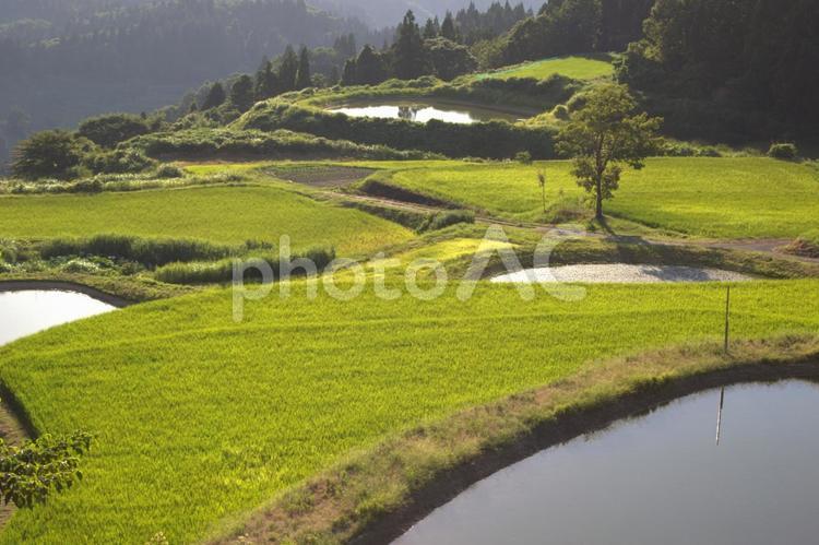 越後木沢　不動林と棚田 林,山,棚田の写真素材