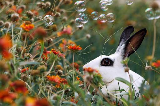 ペットのうさぎ ペットのうさぎの写真