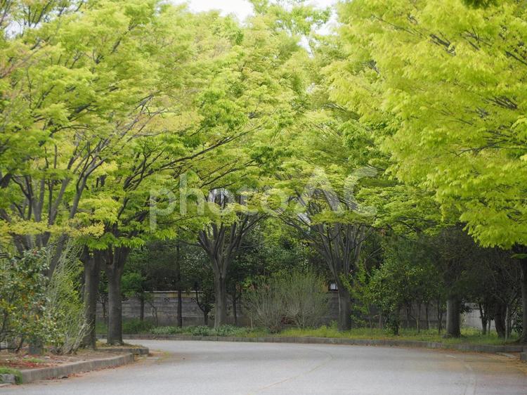 新緑の街路樹　ケヤキ② けやき,欅,落葉樹の写真素材