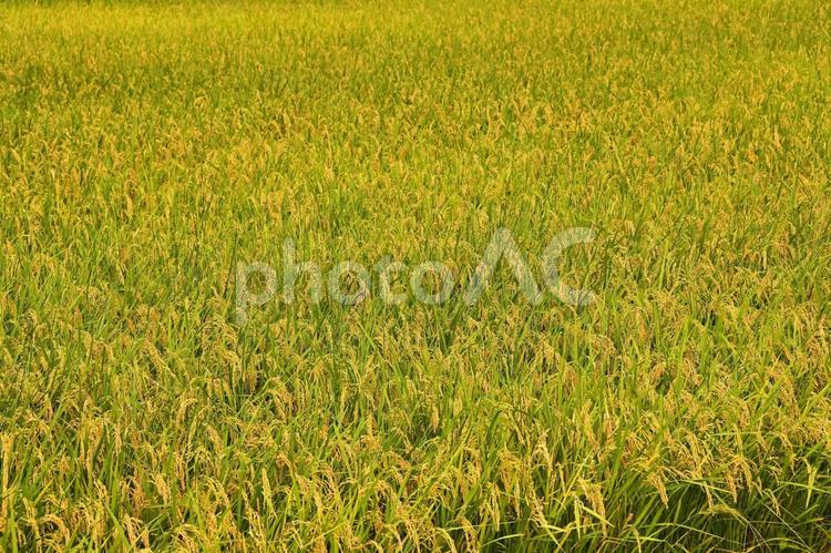 実りの秋１ 稲穂,稲,お米の写真素材