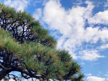 松 松,松の木,針葉の写真素材