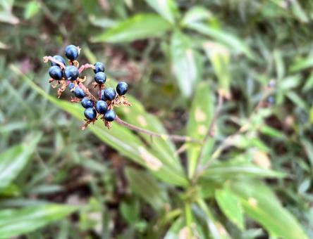 ヤブミョウガ（ササリンドウ）の実 実,秋,ヤブミョウガの写真素材