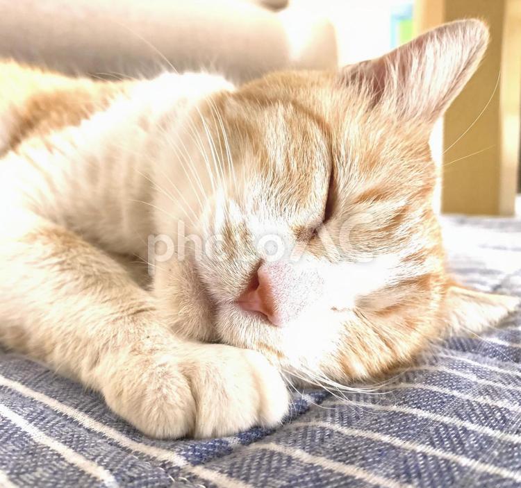おてて枕 猫,ねこ,ネコの写真素材