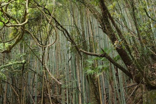 しだれ技の写真