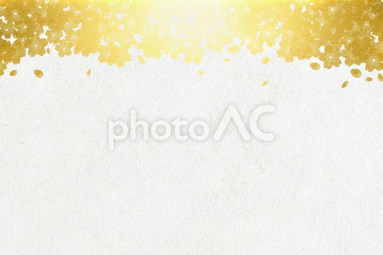 白い和紙に金の桜柄の春の背景画像  locked 年賀状,正月,桜の写真素材