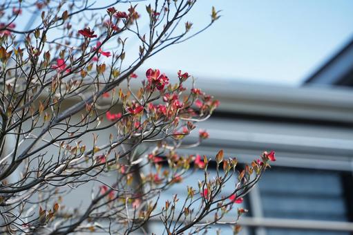 ピンクの花水木 ピンクの花水木の写真