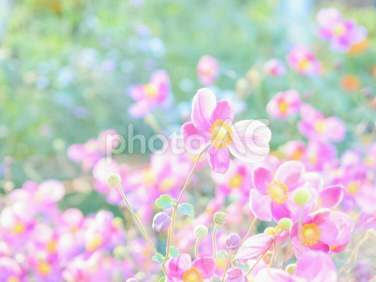 シュウメイギク 秋,シュウメイギク,花の写真素材