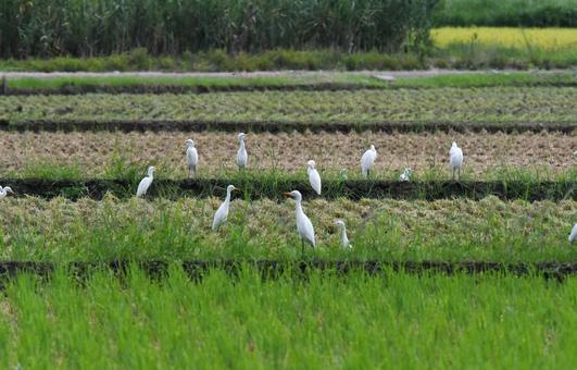 田んぼに集まったサギ 田んぼに集まったサギの写真