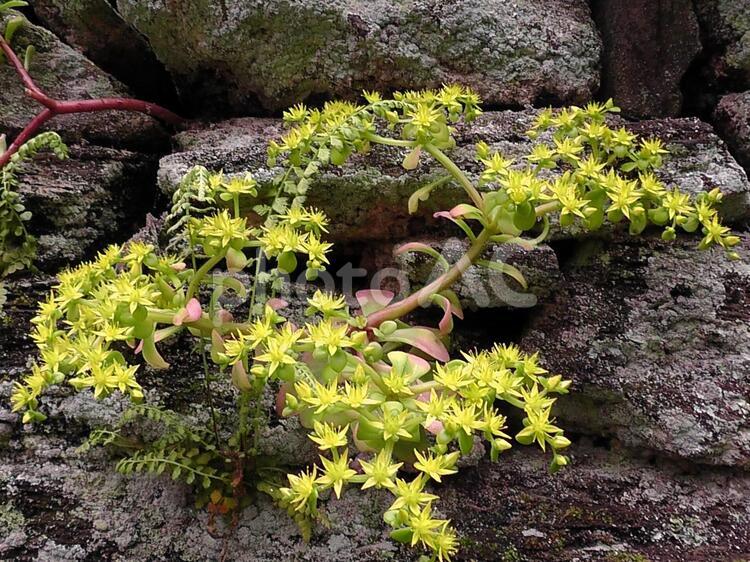 ＴＨＥ・ＩＳＨＩＧＡＫＩ石垣の中から生えてきた多肉植物 石,家,塀の写真素材