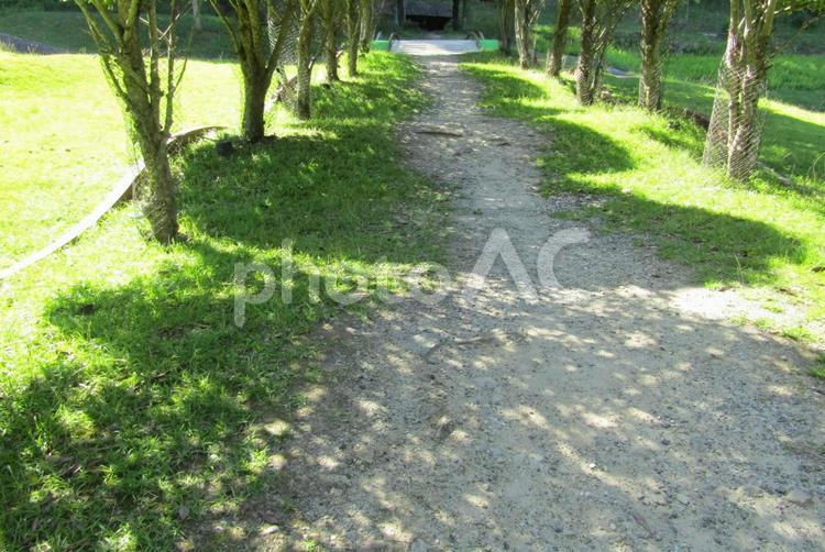 木の陰の通路 木,影,晴れの写真素材